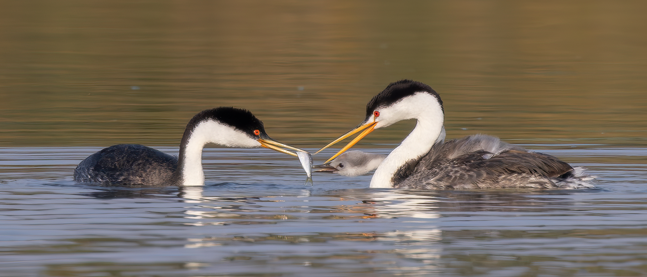 Grebes feeding fish to young