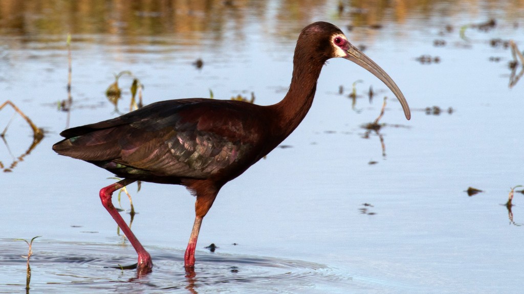 White-faced Ibis in breeding plumage