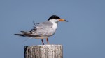 Adult Forster's Tern on post at Turlock Lake