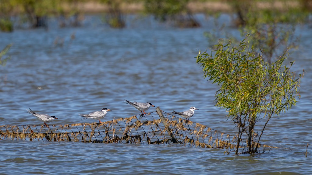 four forster's terns perched ona inundadted fenceline