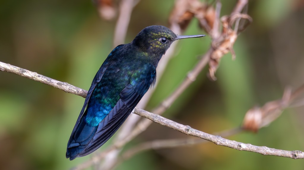 A colorful hummingbird perched on a thin branch with a blurred green background.
