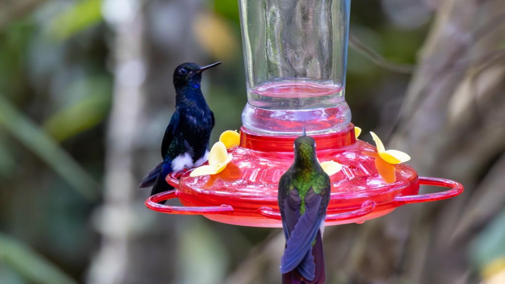 Two hummingbirds perched near a red feeder with yellow flowers, surrounded by greenery.