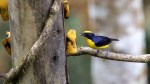 Thick-billed Euphonia feeding at Mirador Guaycapi