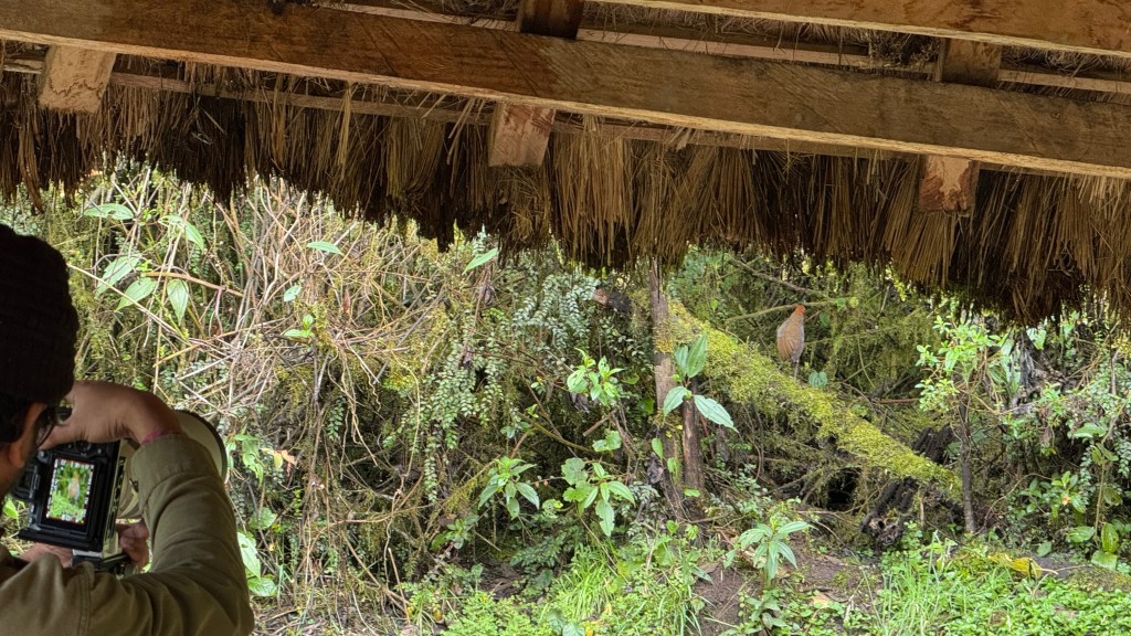 A person using a camera to photograph a bird among lush greenery, viewed from under a thatched roof.