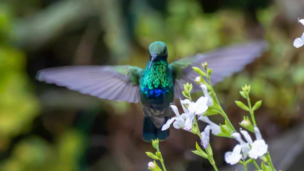 A vibrant hummingbird with iridescent green and blue feathers hovering near white flowers in a lush garden.