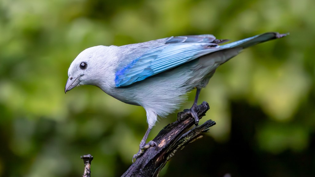 A close-up image of a light blue bird with a pale gray head, perched on a dark branch against a blurred green background.