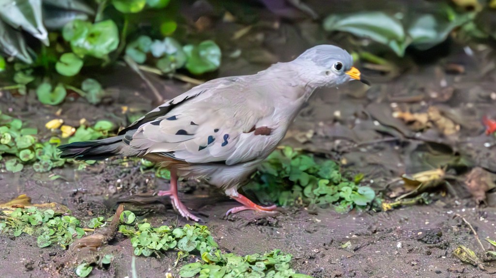 A gray bird with a light blue head and orange beak walking on the ground among small green plants.