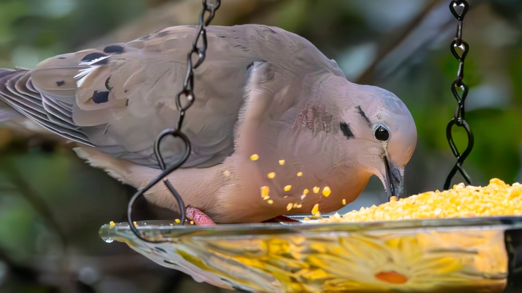 A close-up of a bird feeding from a hanging tray filled with yellow seeds, surrounded by greenery.