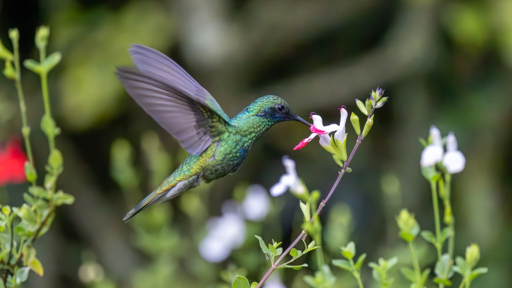 A vibrant hummingbird hovering near a white and red flower, surrounded by green foliage.