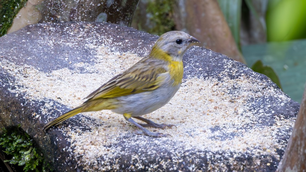A small bird with gray and yellow plumage standing on a stone surface covered with food remnants.