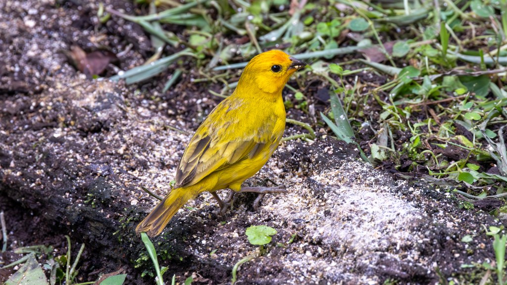 A bright yellow bird perched on the ground amongst green grass and soil.
