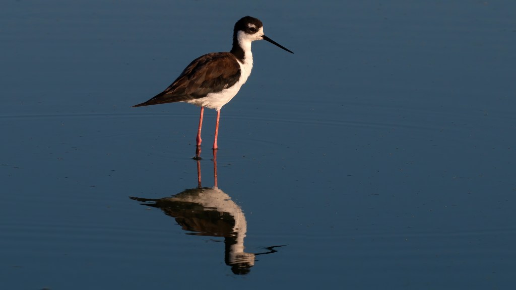 Black-necked Stilt Reflection