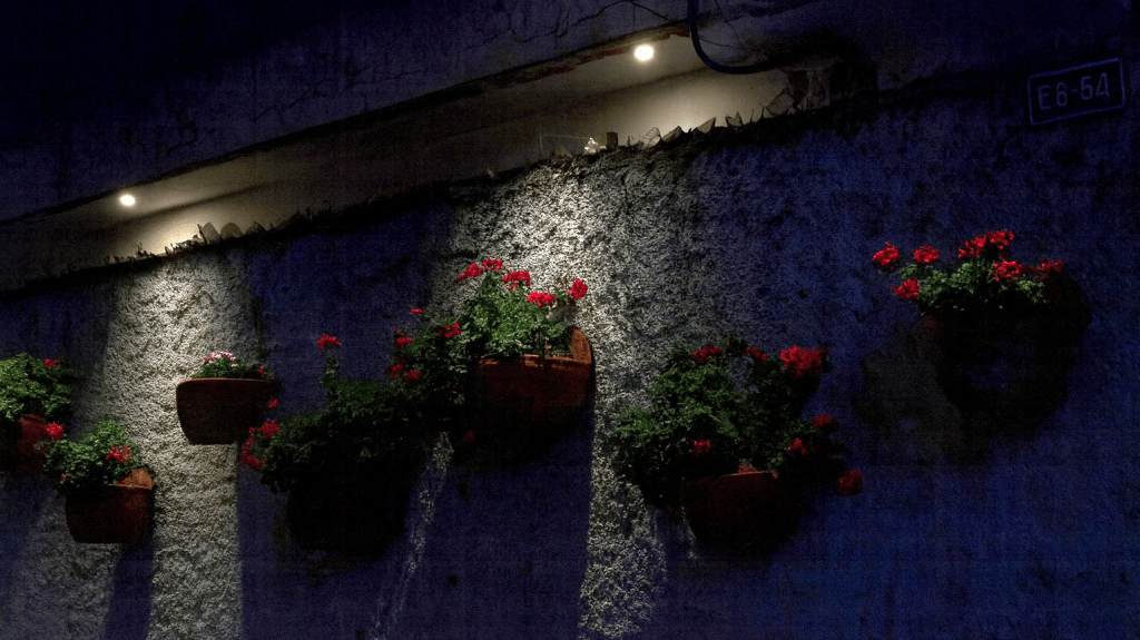 Potted red flowers hanging against a textured wall, illuminated by soft lighting in a nighttime setting.