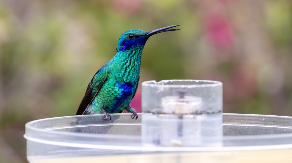 A vibrant hummingbird with iridescent green and blue feathers perched on a feeder.