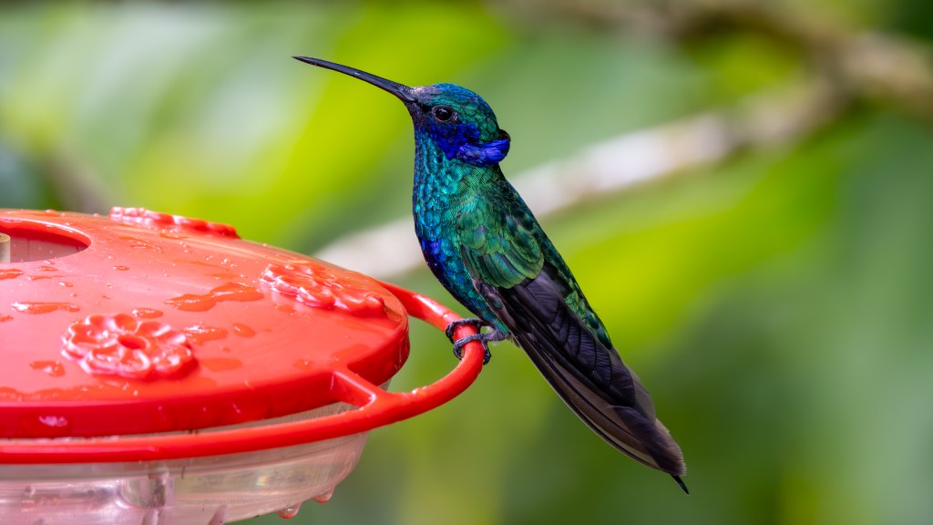 A vibrant hummingbird perched on a red feeder with water droplets, surrounded by blurred green foliage.
