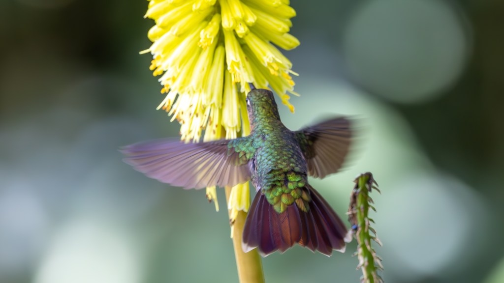 A hummingbird hovering near a bright yellow flower, with its wings in motion and a blurred background.