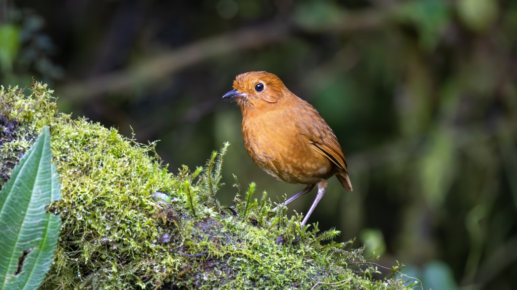 A small brown bird perched on a moss-covered rock in a lush forest setting.