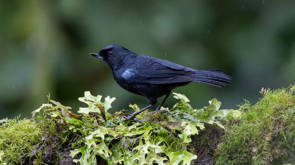 A black bird standing on a mossy surface with green leaves, in a natural, blurred background.