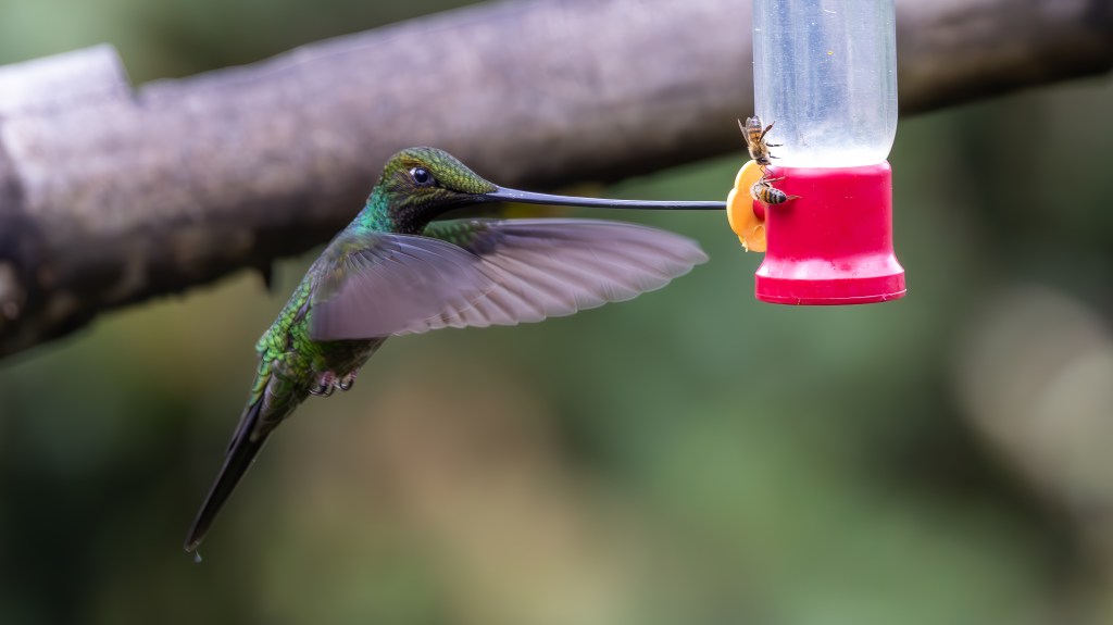 A green hummingbird hovering near a red feeder, using its long beak to sip nectar, while a bee is also seen approaching the feeder.