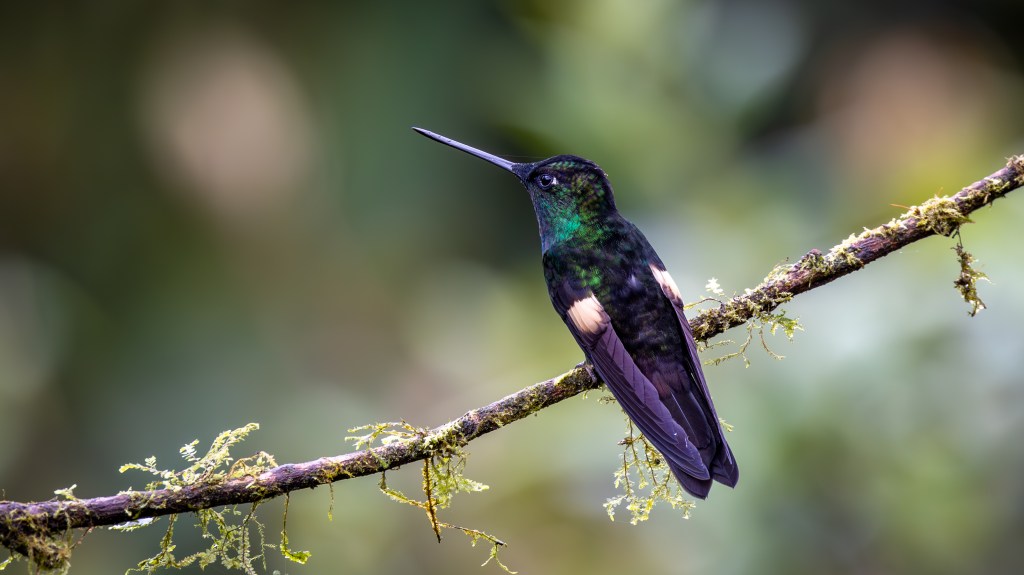 A colorful hummingbird perched on a moss-covered branch against a blurred green background.