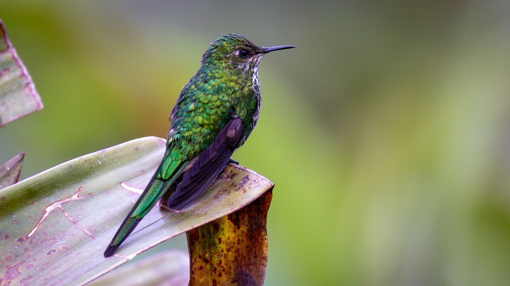 A vibrant green hummingbird perched on a leaf, showcasing its iridescent feathers against a blurred natural background.