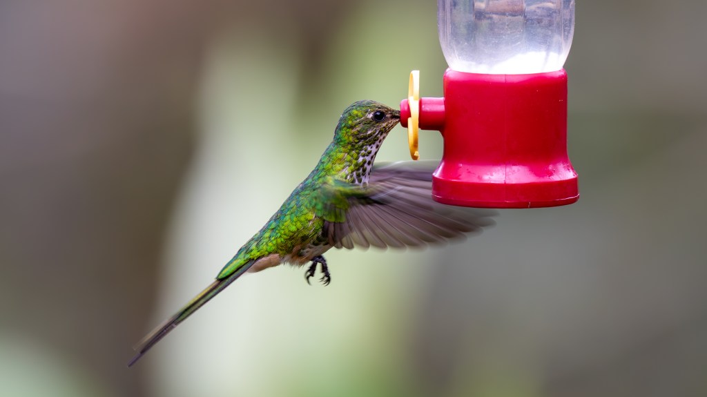 A vibrant green hummingbird hovering near a red feeder.