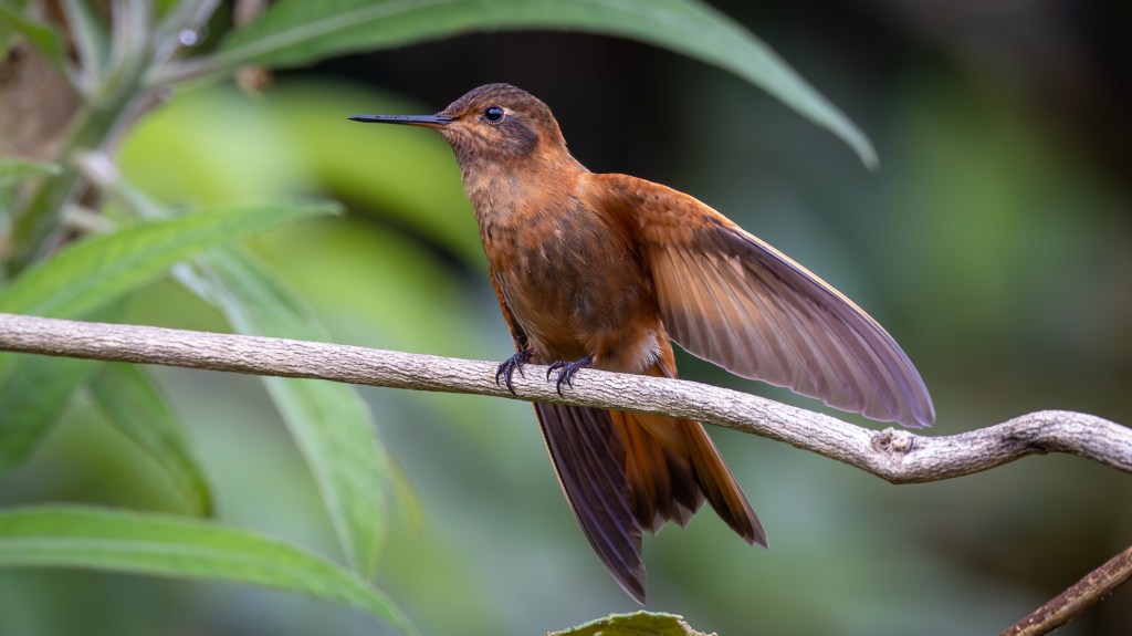 A hummingbird with reddish-brown feathers perched on a branch, spreading its wings against a blurred green background.