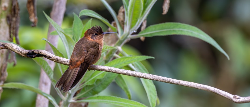 A small hummingbird perched on a branch, surrounded by green leaves.