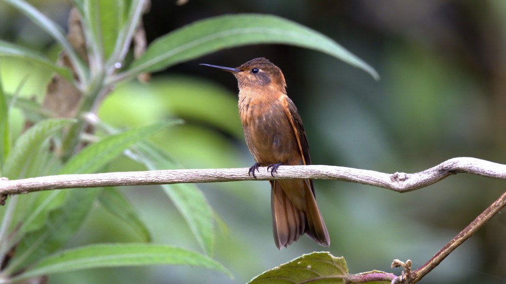 A small hummingbird perched on a branch surrounded by green foliage.