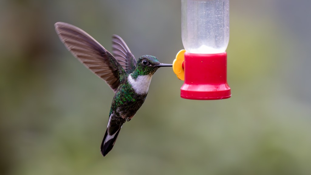 A hummingbird hovering near a red feeder, with its wings in motion and vibrant green plumage.
