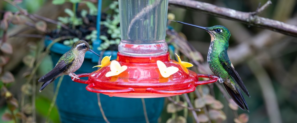 Two hummingbirds perched on a red feeder with yellow flower-shaped ports, surrounded by green foliage.