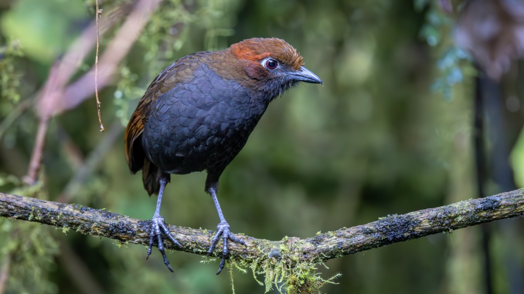 A close-up of a dark-feathered bird with a reddish-brown crown, perched on a moss-covered branch in a lush green environment.