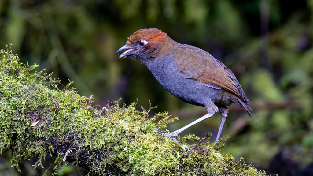 A close-up of a bird with a reddish-brown head and grayish body, perched on a moss-covered branch in a lush green environment.