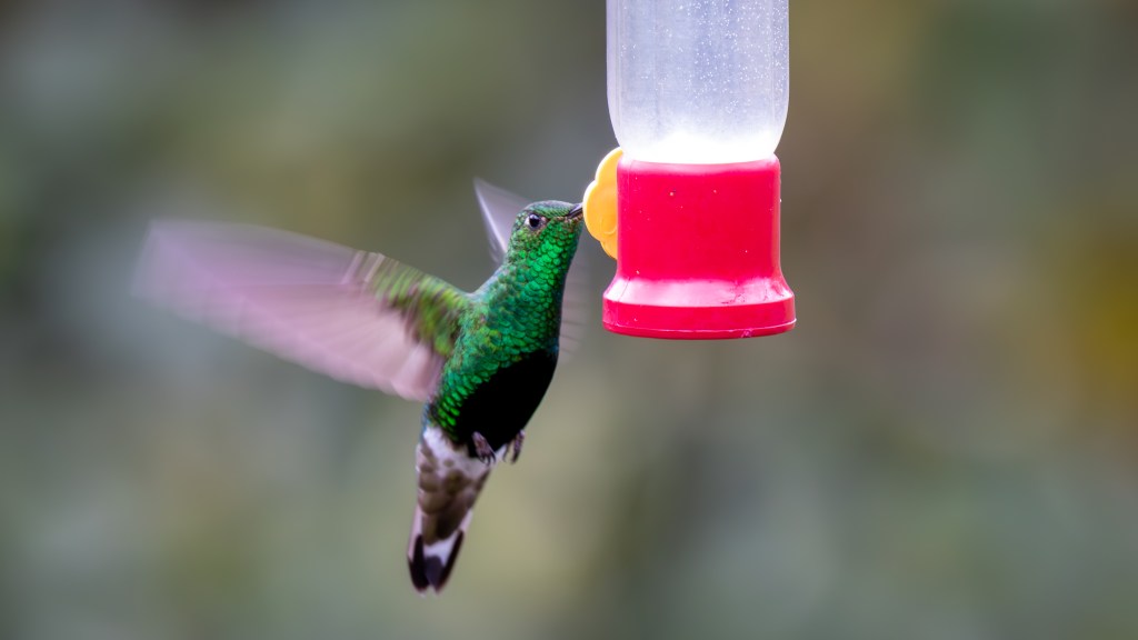A vibrant green hummingbird hovering near a red feeder filled with sugar water.