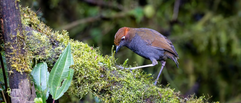 A small bird with a brown and gray plumage perched on a moss-covered branch, surrounded by lush greenery.