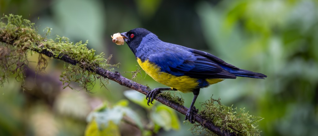 A colorful bird with a blue and yellow plumage perched on a moss-covered branch, holding an insect in its beak.