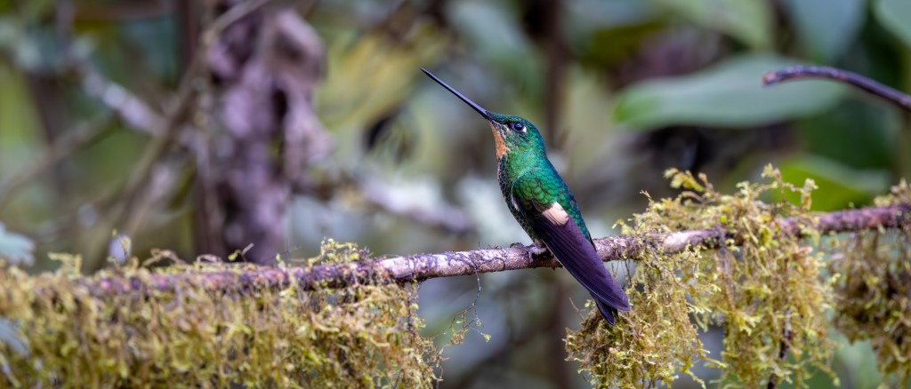 A colorful hummingbird perched on a branch covered with moss, surrounded by blurred green foliage.
