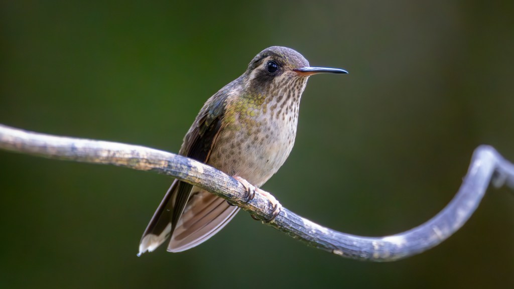 A close-up of a hummingbird perched on a branch, showcasing its vibrant feathers and delicate features against a blurred green background.