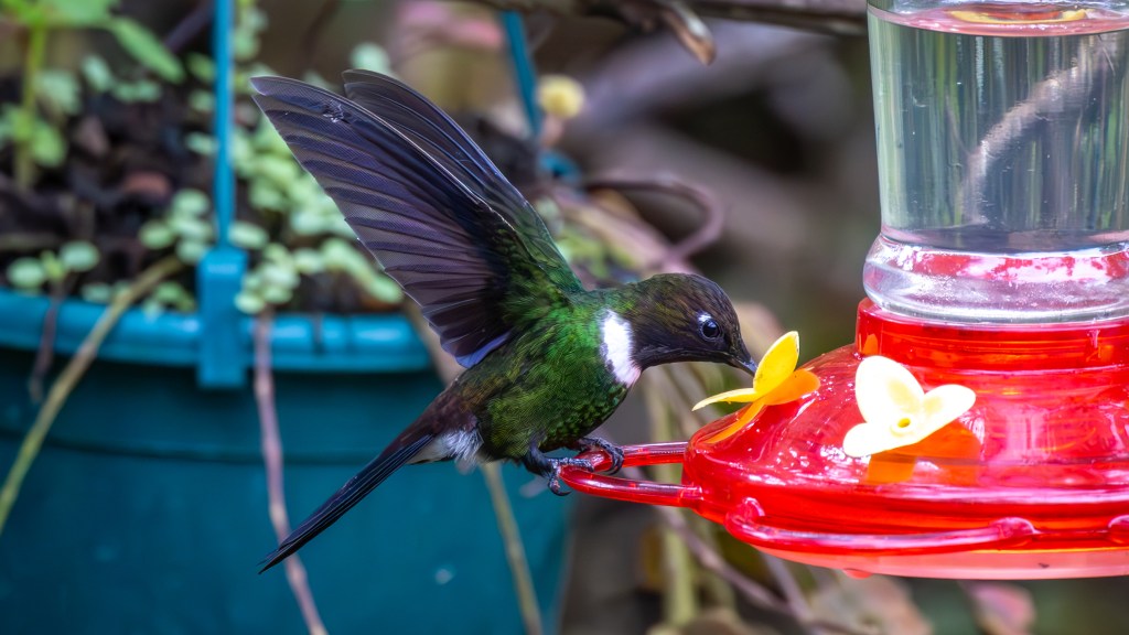 A vibrant hummingbird with green feathers feeding from a bright red hummingbird feeder, surrounded by greenery.