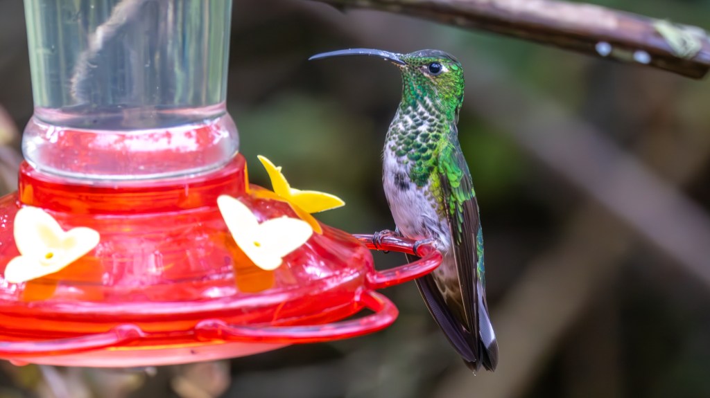 A vibrant green hummingbird perched on a red feeder decorated with yellow flowers, surrounded by soft blurred greenery.