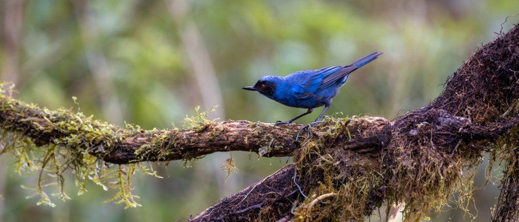 A vibrant blue bird perched on a moss-covered branch in a lush green environment.
