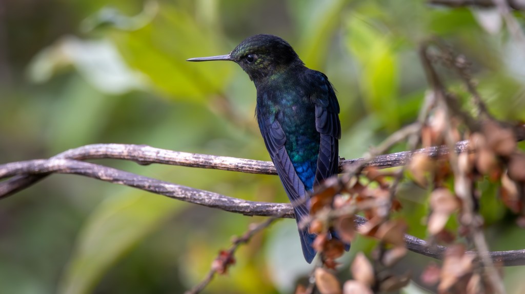 A colorful hummingbird perched on a branch with blurred green foliage in the background.