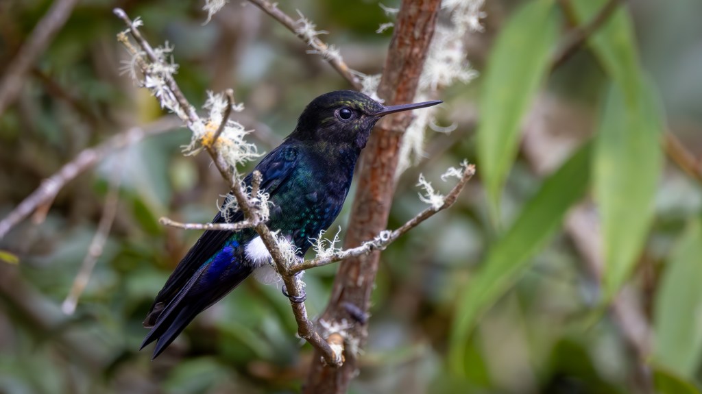 A colorful hummingbird perched on a branch in a natural setting, showcasing its iridescent feathers and delicate features.
