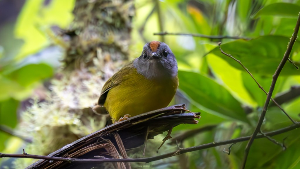 A close-up of a colorful bird perched on a branch, surrounded by lush green foliage.
