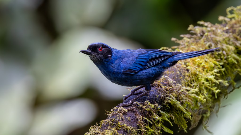 A vibrant blue bird perched on a moss-covered branch, with striking red eyes and a blurred green background.