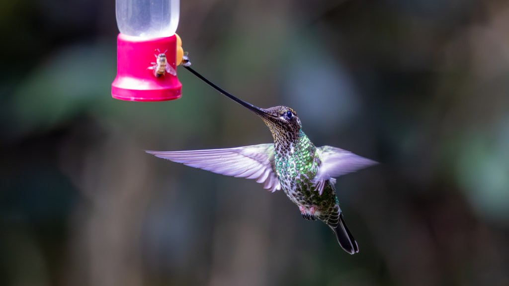 A hummingbird hovering near a bright pink feeder, with its wings in motion and a bee on the feeder.