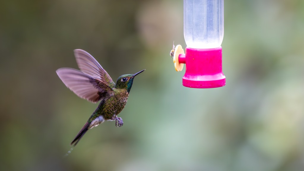 A hummingbird hovering near a colorful feeder, poised to drink nectar.