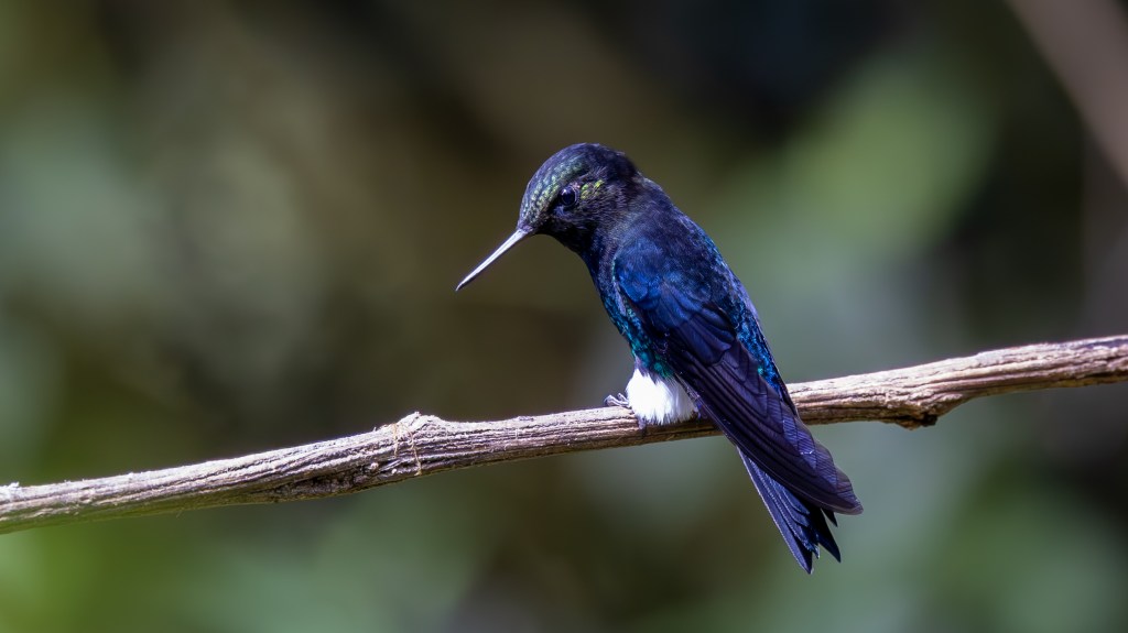 A hummingbird perched on a twig, showcasing its iridescent blue and green feathers under natural light.