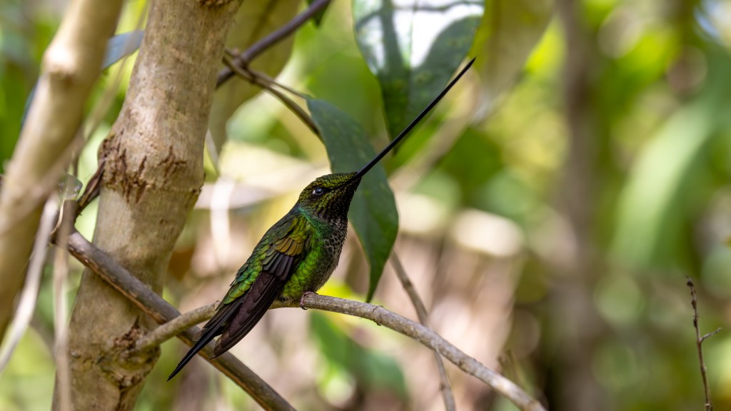 A vibrant hummingbird perched on a branch, surrounded by green leaves in a natural setting.