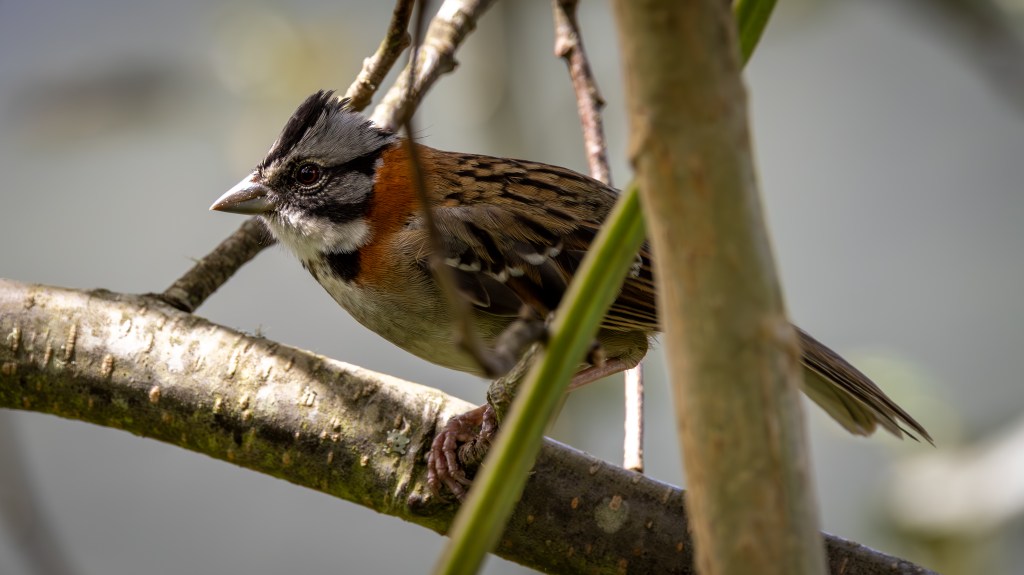 A small bird with distinctive markings perched on a branch surrounded by greenery.